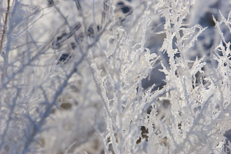 Mineral Encrusted Bush